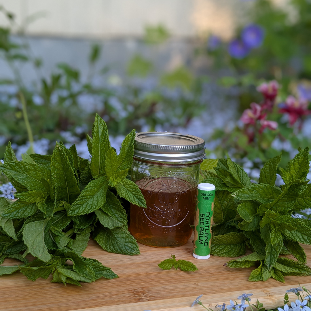 Mint Beeswax Lip Balm Display - Refreshing Hydrating 24ct