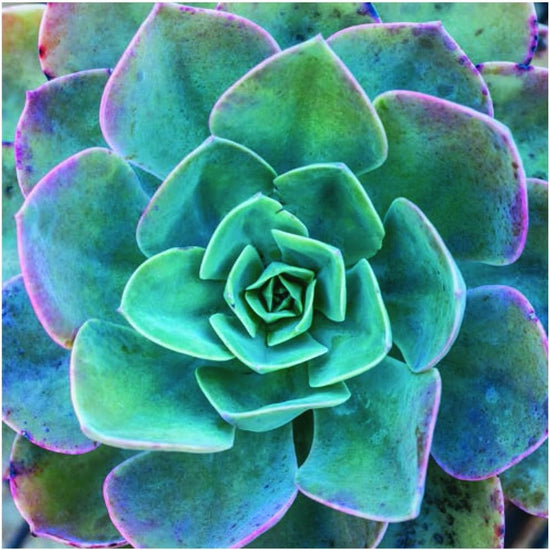 Load image into Gallery viewer, SUCCULENT GARDEN NOTECARDS &amp;amp; ENVELOPES

