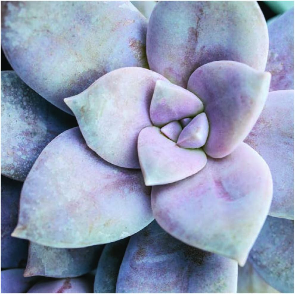 Load image into Gallery viewer, SUCCULENT GARDEN NOTECARDS &amp;amp; ENVELOPES
